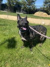 adoptable Dog in derwood, MD named BELLA