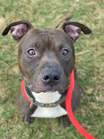 adoptable Dog in Derwood, MD named WAGGLES