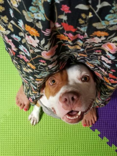 adoptable Dog in Derwood, MD named COCOA