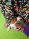adoptable Dog in derwood, MD named COCOA