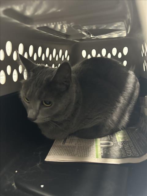 adoptable Cat in Derwood, MD named MISSY