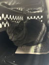 adoptable Cat in derwood, MD named MISSY