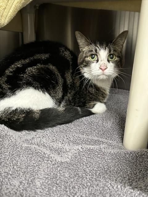 adoptable Cat in Derwood, MD named PRECIOUS