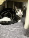adoptable Cat in derwood, MD named PRECIOUS