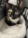 adoptable Cat in derwood, MD named SAFIRA