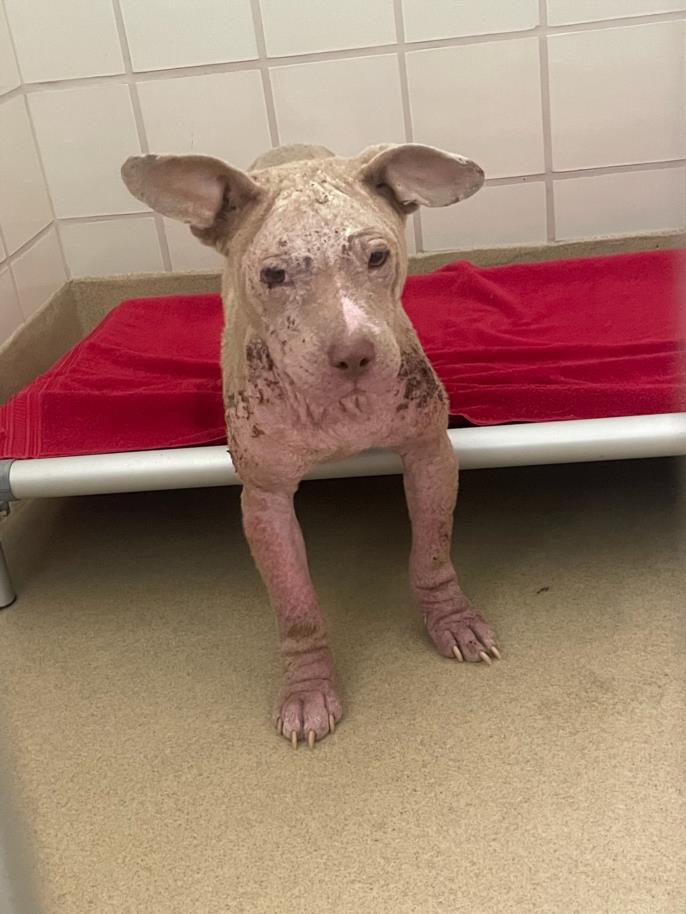 adoptable Dog in Derwood, MD named *LONDON