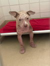 adoptable Dog in derwood, MD named *LONDON