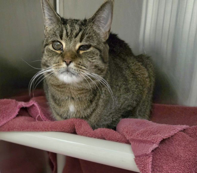 adoptable Cat in Derwood, MD named PEPPER