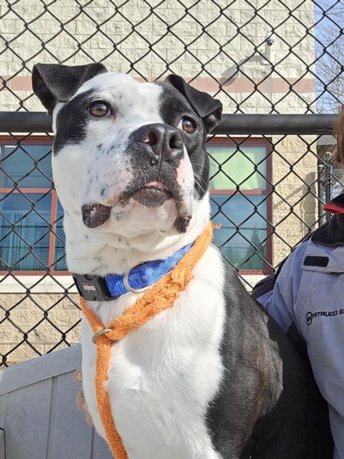 adoptable Dog in Derwood, MD named CHICO