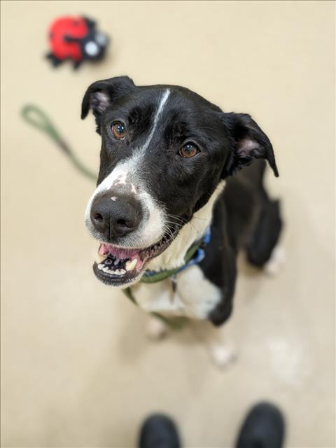 adoptable Dog in Derwood, MD named THUNDA