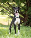 adoptable Dog in  named THUNDA
