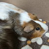 adoptable Guinea Pig in derwood, MD named BEANS