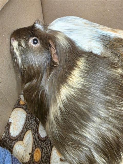 adoptable Guinea Pig in Derwood, MD named PINTO