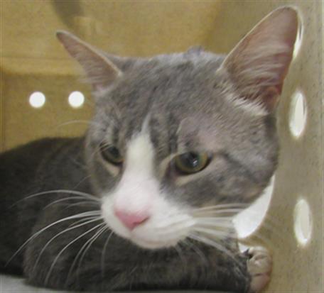 adoptable Cat in Derwood, MD named MINNOW