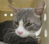 adoptable Cat in derwood, MD named MINNOW