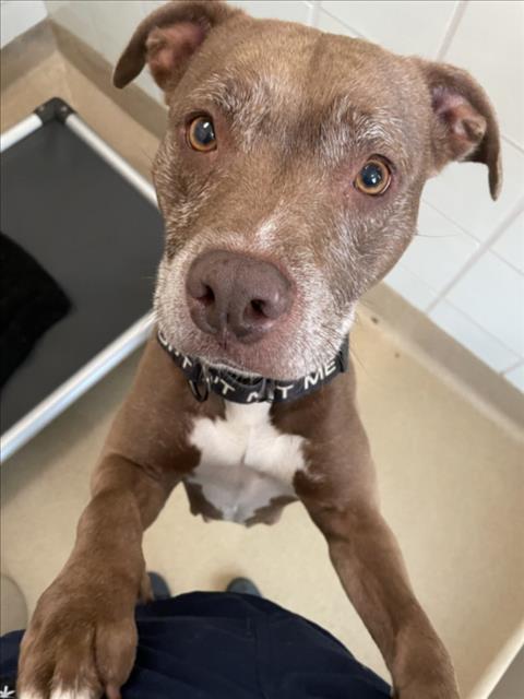 adoptable Dog in Derwood, MD named *JAMBALAYA