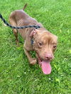adoptable Dog in derwood, MD named *DEXTER