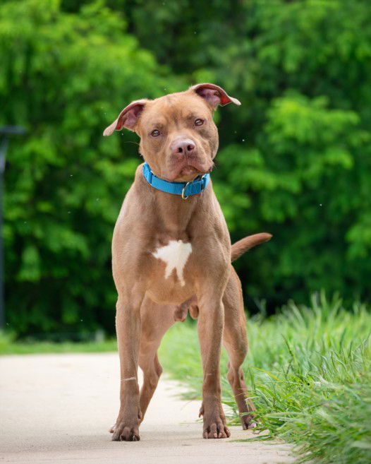 adoptable Dog in Derwood, MD named *DEXTER