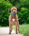adoptable Dog in  named *DEXTER