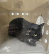 adoptable Cat in derwood, MD named *DENNIS