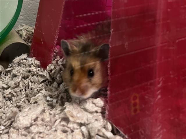 adoptable Hamster in Derwood, MD named *MOSS