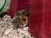 adoptable Hamster in derwood, MD named *MOSS