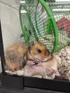 adoptable Hamster in derwood, MD named *CEDAR