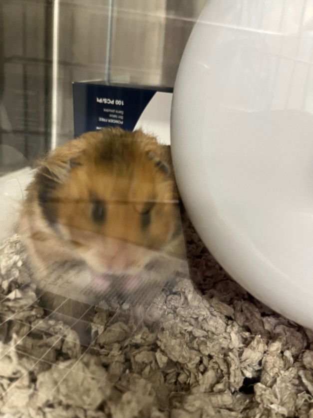 adoptable Hamster in Derwood, MD named *PEBBLE