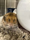 adoptable Hamster in derwood, MD named *PEBBLE