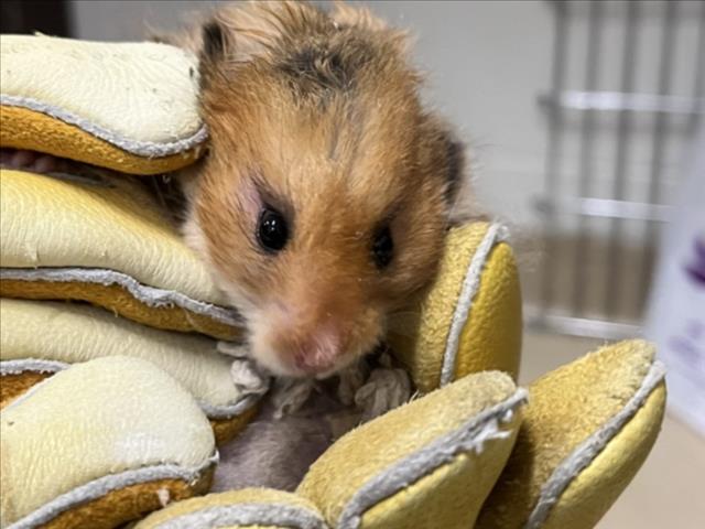 adoptable Hamster in Derwood, MD named *ELM