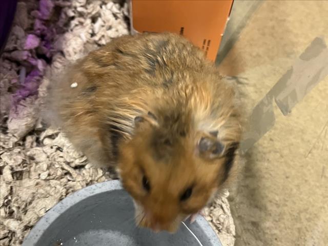 adoptable Hamster in Derwood, MD named *BIRCH
