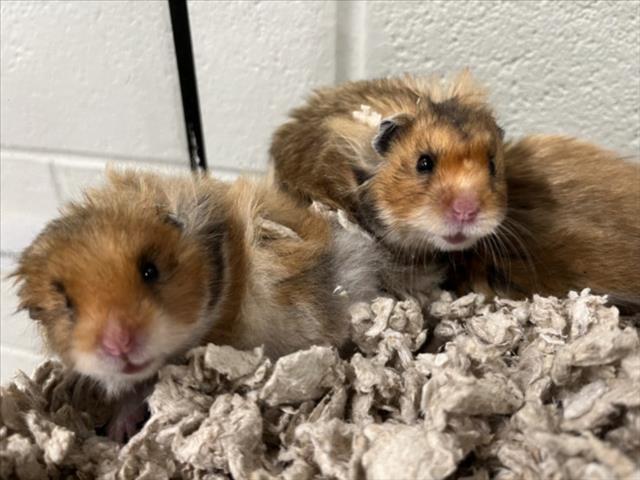 adoptable Hamster in Derwood, MD named *DRIFT