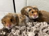 adoptable Hamster in derwood, MD named *DRIFT