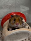 adoptable Hamster in derwood, MD named *LARKSPUR