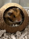 adoptable Hamster in derwood, MD named *MAPLE
