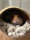 adoptable Hamster in derwood, MD named *FERN