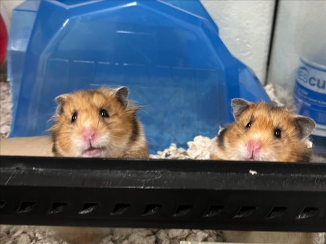 adoptable Hamster in Derwood, MD named *COLVER