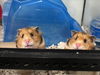 adoptable Hamster in derwood, MD named *COLVER