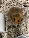 adoptable Hamster in derwood, MD named *WILLOW