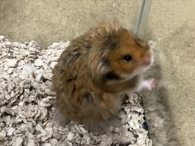 adoptable Hamster in Derwood, MD named *LEAF