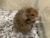 adoptable Hamster in derwood, MD named *LEAF