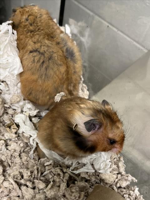 adoptable Hamster in Derwood, MD named *ACORN