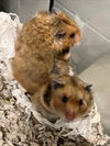 adoptable Hamster in derwood, MD named *MEADOW