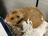 adoptable Hamster in derwood, MD named *GLADE