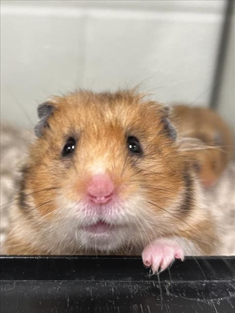 adoptable Hamster in Derwood, MD named *ROSEHIP