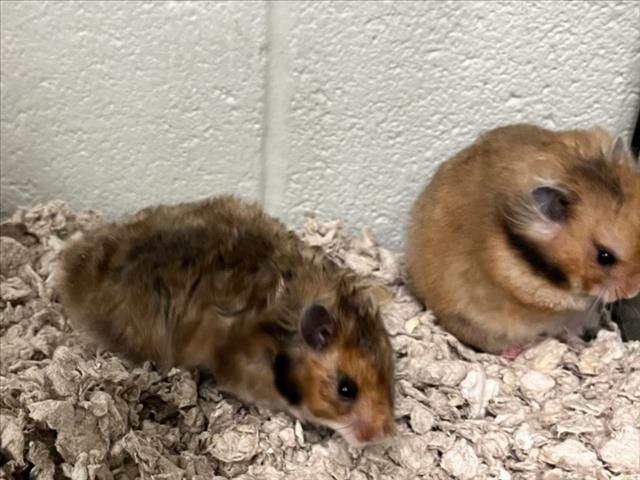 adoptable Hamster in Derwood, MD named *SAGE