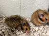 adoptable Hamster in derwood, MD named *SAGE