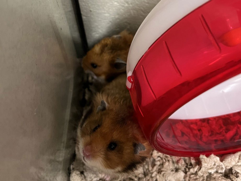 adoptable Hamster in Derwood, MD named *BRIAR