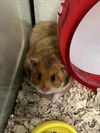 adoptable Hamster in derwood, MD named *RIVER