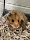adoptable Hamster in derwood, MD named *WREN